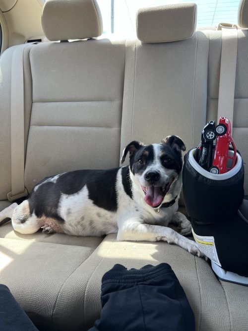 All About Our Dog, Rocket