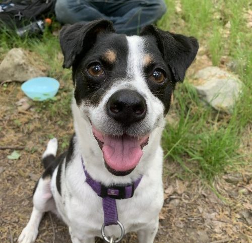 Animals that make the best/worst&nbsp;pets